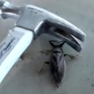 huge_beetle.jpg
