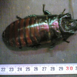 Billede_1236_.jpg