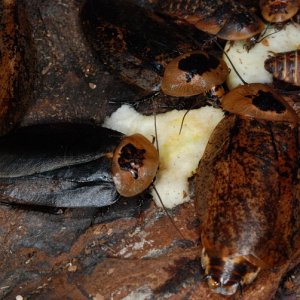 A_tesselata_dark_.jpg