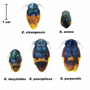 Eucorydia___.jpg