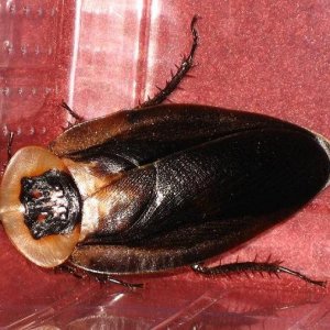 Blaberus_craniifer_Black_Wings_C.JPG