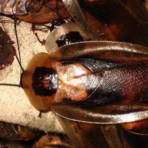 Blaberus_craniifer_CH_Female_B.JPG