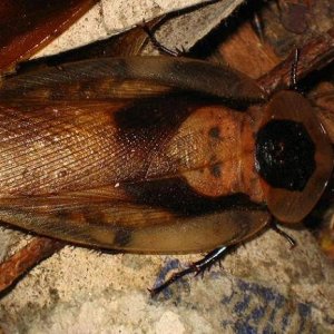 Blaberus_craniifer_CH_Male_A.JPG