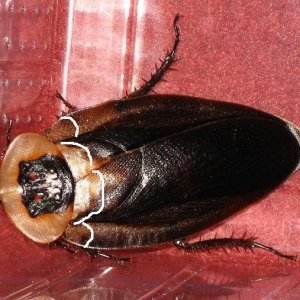 Blaberus_craniifer_Black_Wings_C.JPG