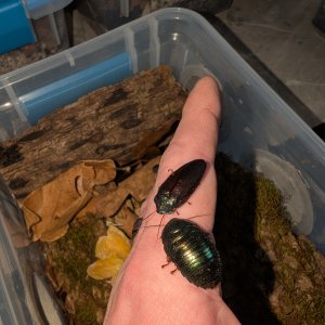 Media 'PXL_20260115_213357233.jpg' in category 'Cockroach Photo Gallery'