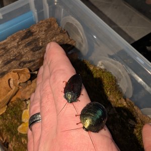 Media 'PXL_20260115_213350708.jpg' in category 'Cockroach Photo Gallery'