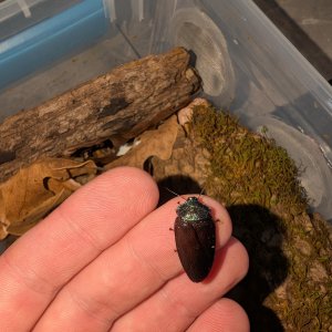 Media 'PXL_20260115_213300422.jpg' in category 'Cockroach Photo Gallery'