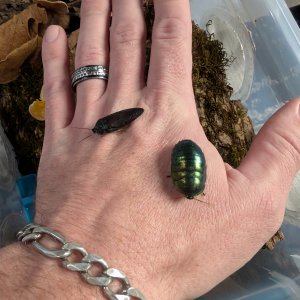 Media 'PXL_20260115_213419060.jpg' in category 'Cockroach Photo Gallery'