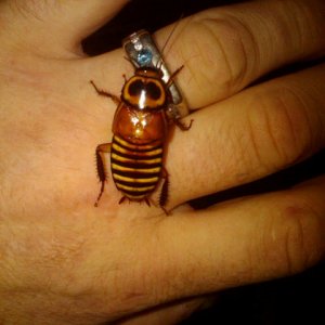 eurycotis decipens.jpg