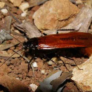 Pseudoderopeltis.JPG