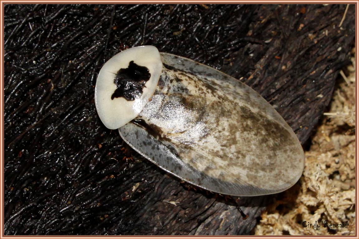 2nd peppered (Medium).jpg