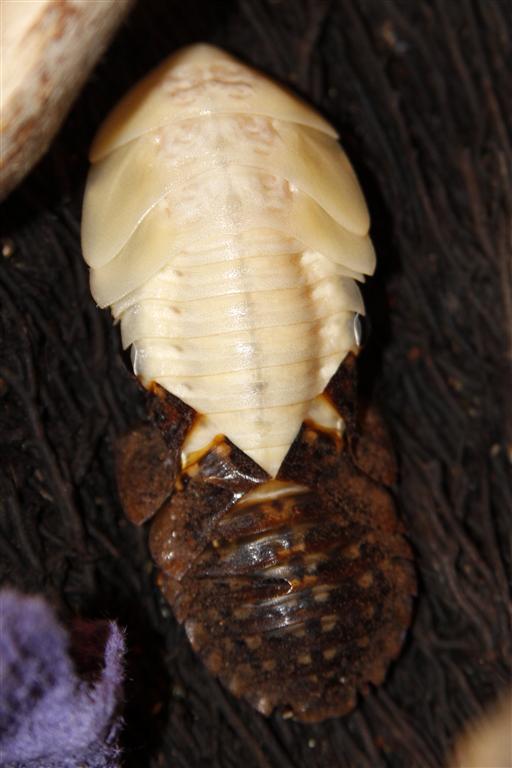 _MG_3736 peppered molt (Medium).jpg