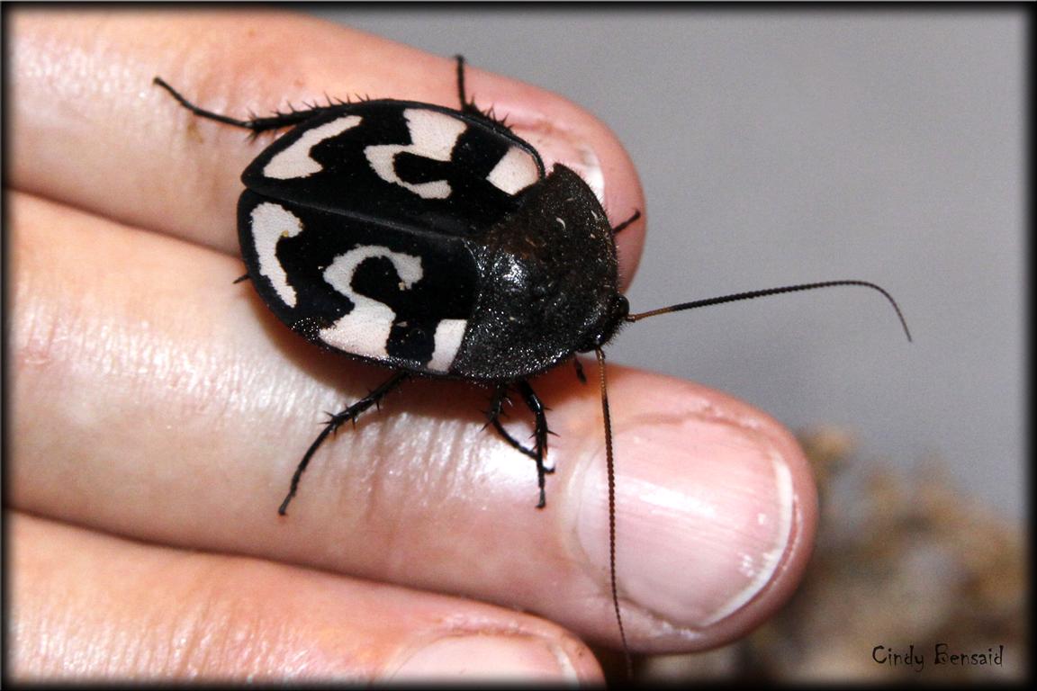 _MG_3789 first molted question mark (Medium).jpg