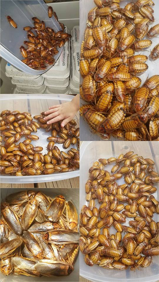 Amber Dubia 200 breeder.jpg