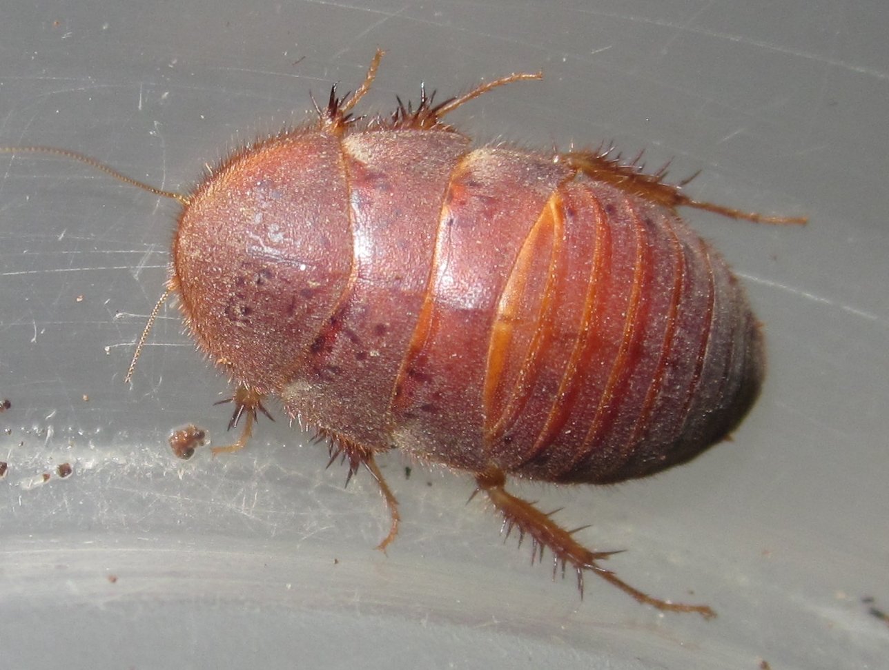ArenivagaHesperia#6.JPG