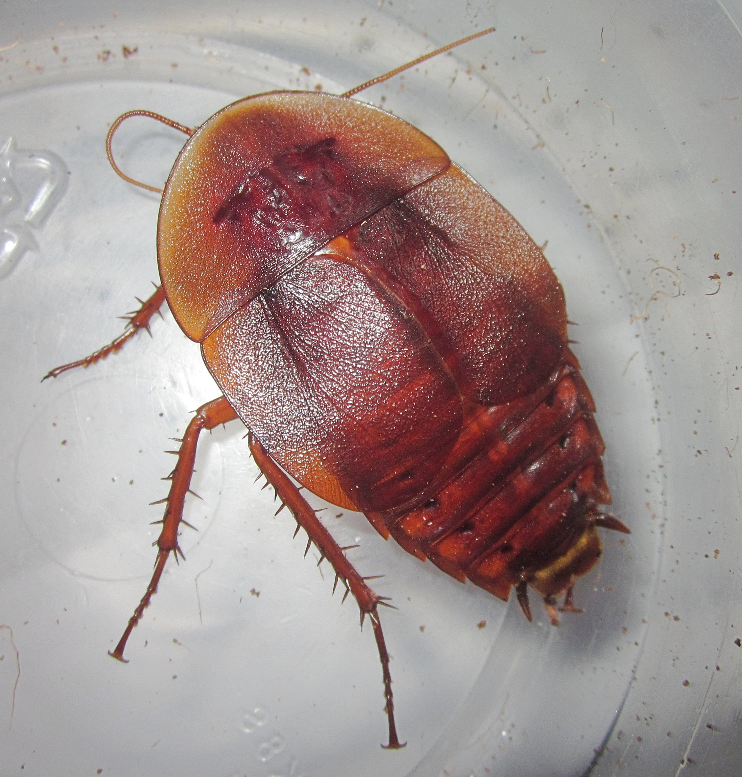 AspiduchusManati#13.JPG