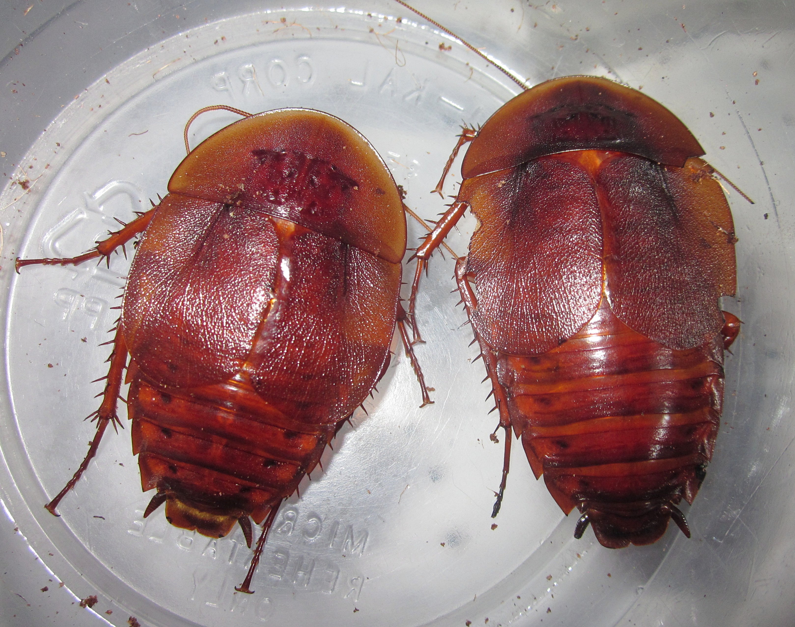 AspiduchusManati#17.JPG