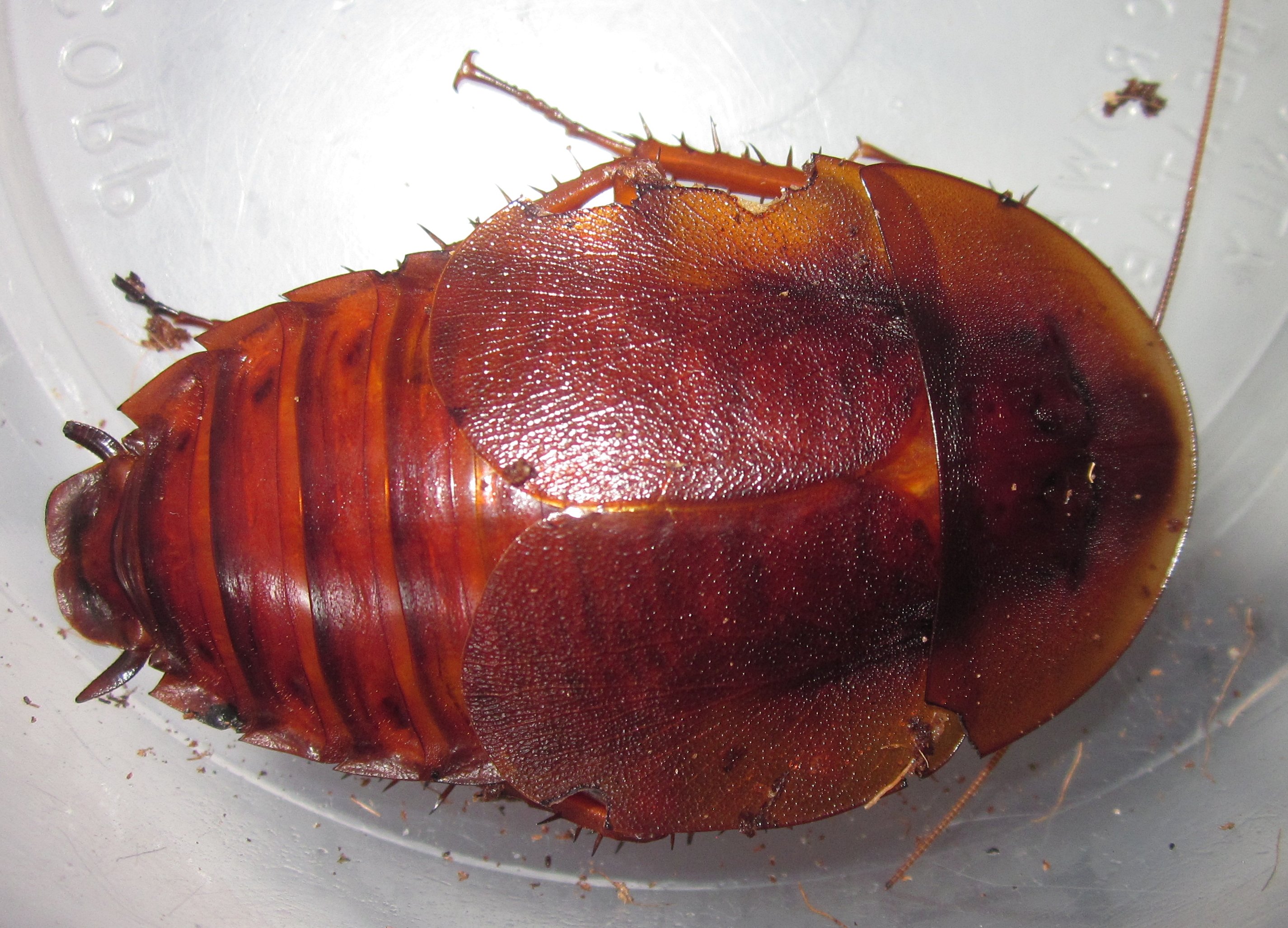 AspiduchusManati#3.JPG