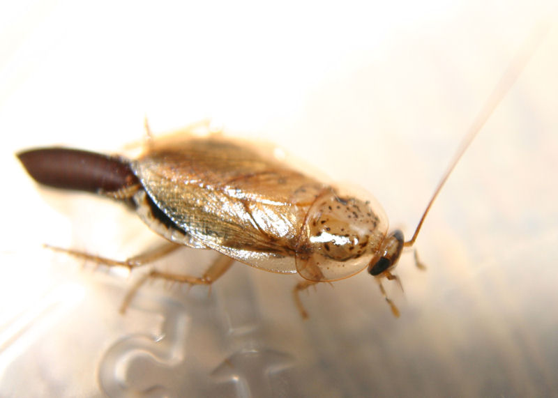 azroach_female.jpg
