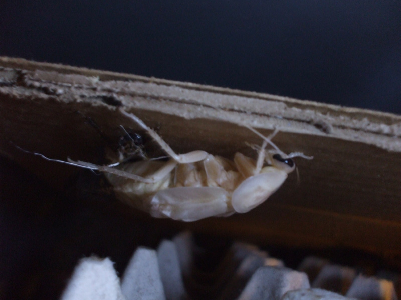 B.fusca_molting2.JPG