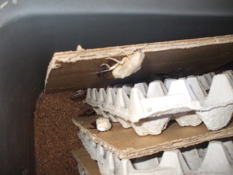 B.fusca_molting4.JPG