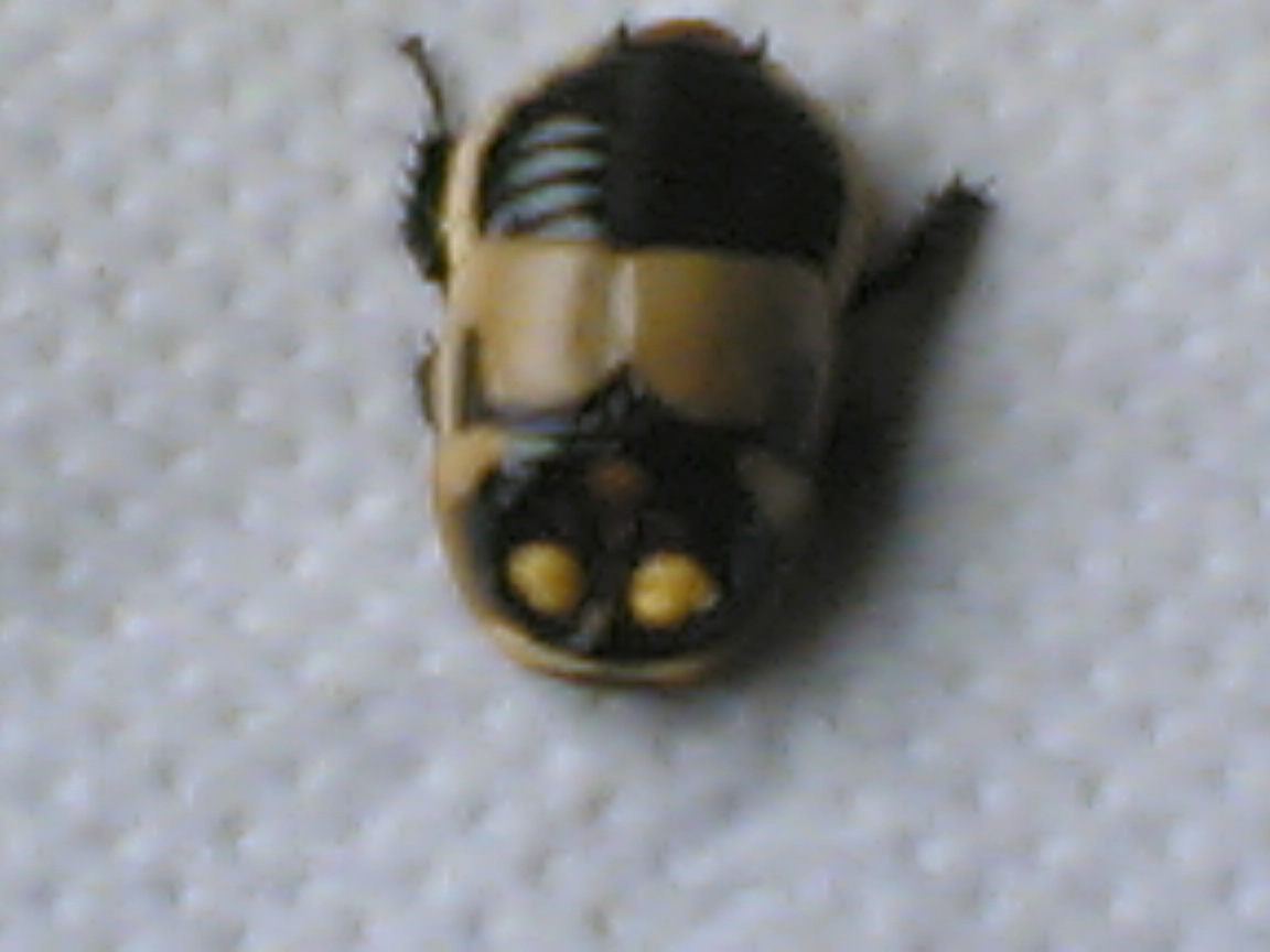 Billede_1040_.jpg
