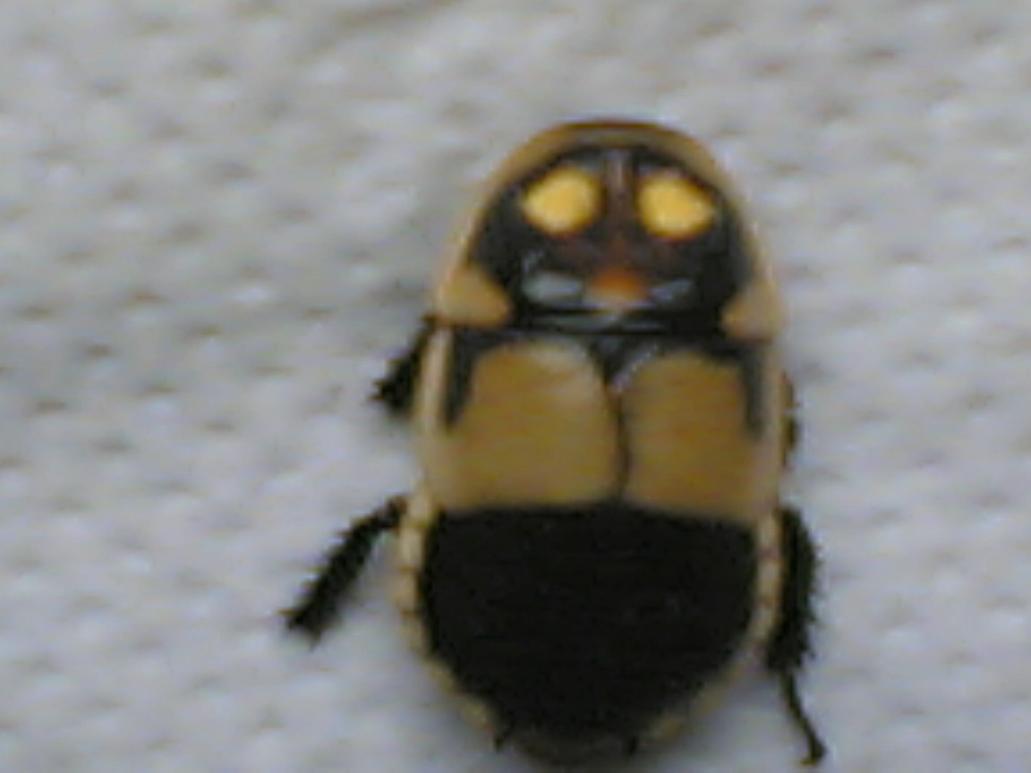 Billede_1041_.jpg