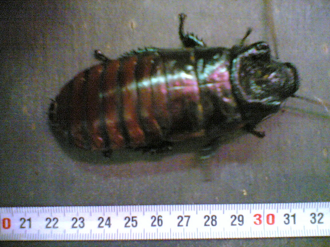 Billede_1236_.jpg