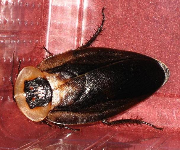 Blaberus_craniifer_Black_Wings_C.JPG