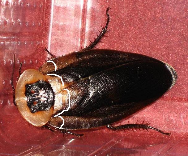 Blaberus_craniifer_Black_Wings_C.JPG