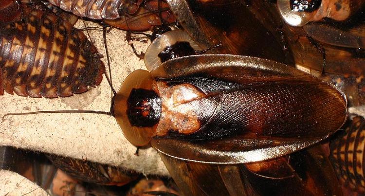 Blaberus_craniifer_CH_Female_B.JPG