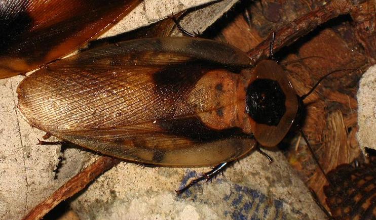 Blaberus_craniifer_CH_Male_A.JPG