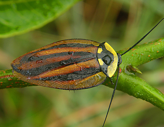 Canopy Roach.jpg