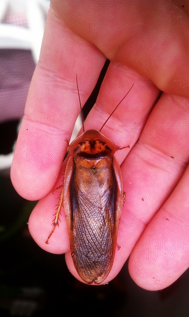 Clear Wing Male.jpg