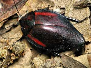 da4566312d4e40aa0f3c0ab4cf3a2add--roaches-image-search.jpg