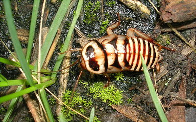 DoriniNymph.jpg