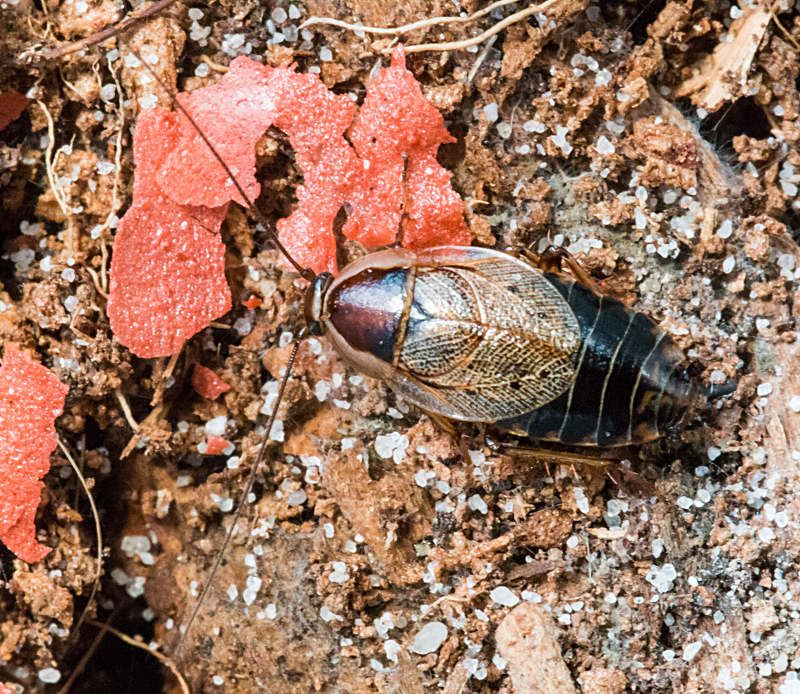 ectobius_sylvestris.jpg