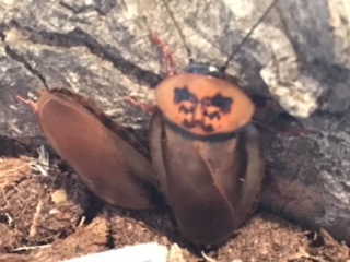Eublaberus posticus.JPG