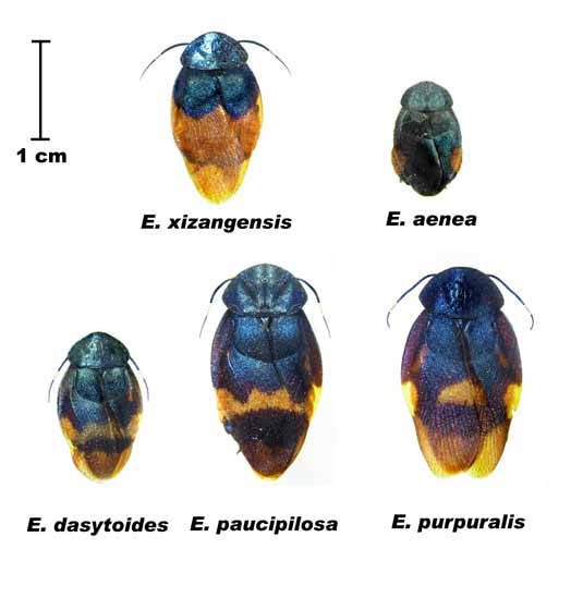 Eucorydia___.jpg