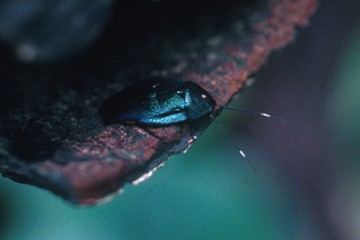 Eucorydia_yasumatsui.jpg