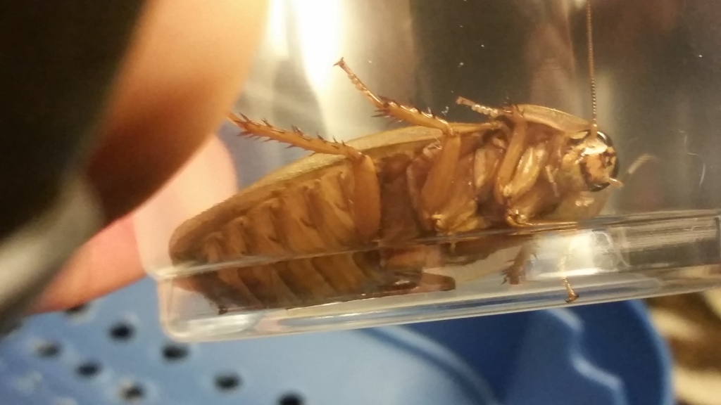 F6 Blonde male underside.jpg
