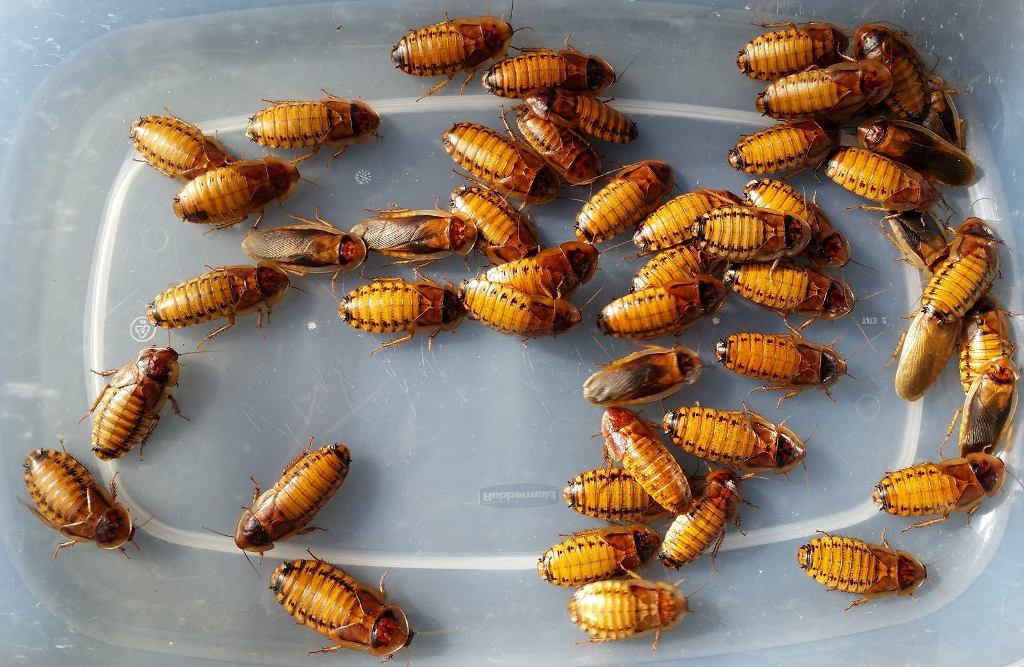 Gold Dubia F8 Group.jpg