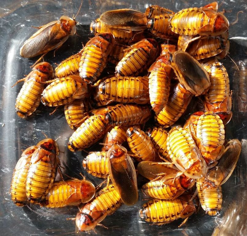 Gold Dubia F8.jpg