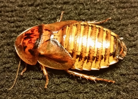Gold Dubia Female.jpg
