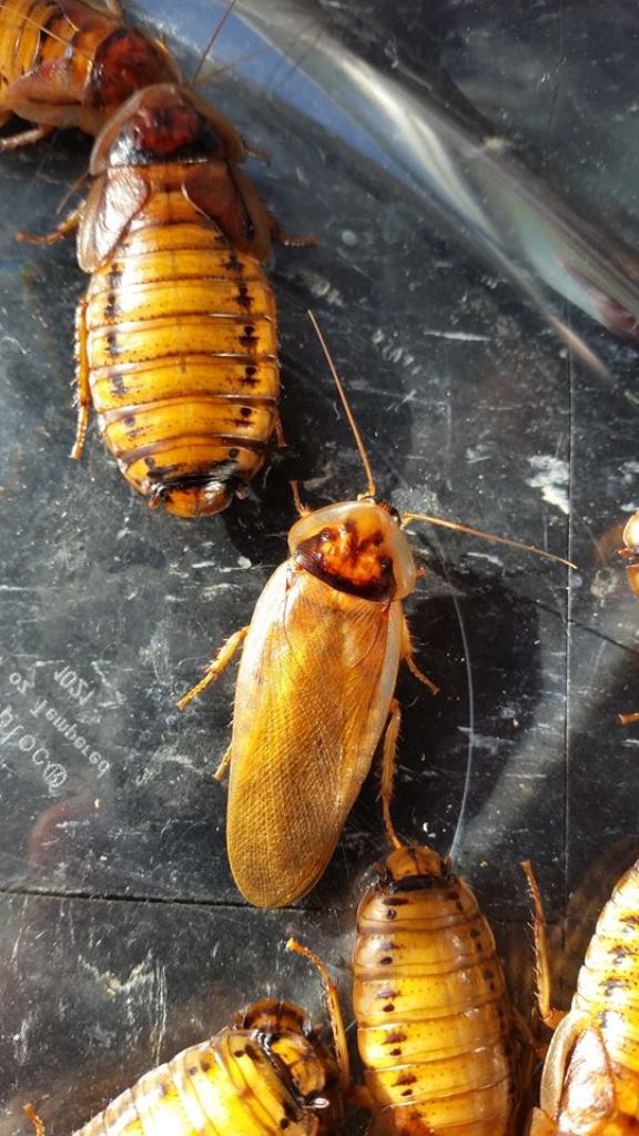 Gold Male F8.jpg