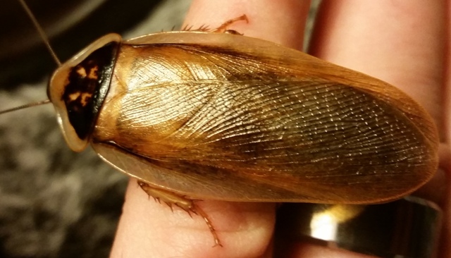 Golden Winged Dubia F6.jpg