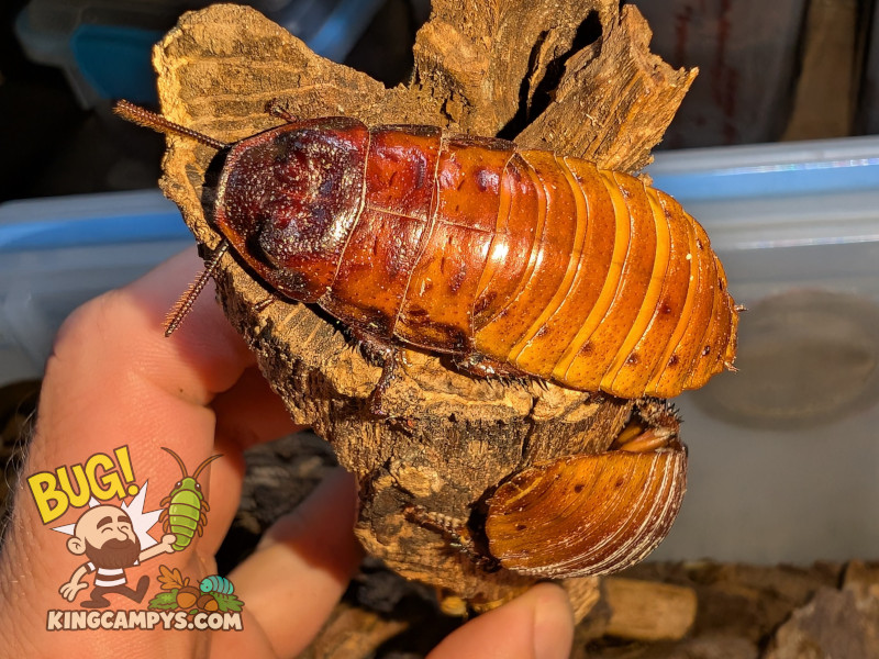Gromphadorhina portentosa Pumpking Project 1.jpg