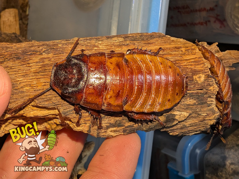 Gromphadorhina portentosa Pumpking Project 2.jpg