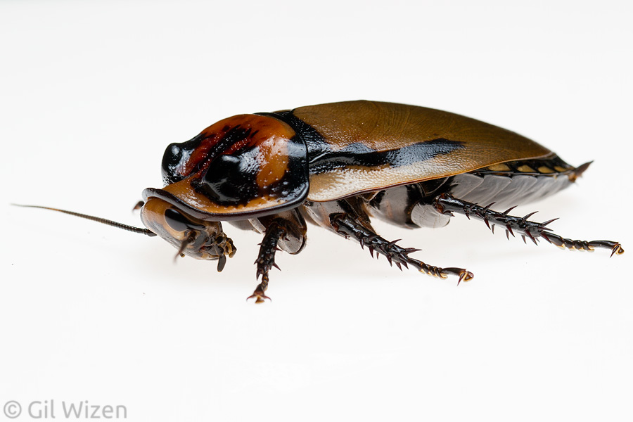 Hormetica-apolinari-male.jpeg