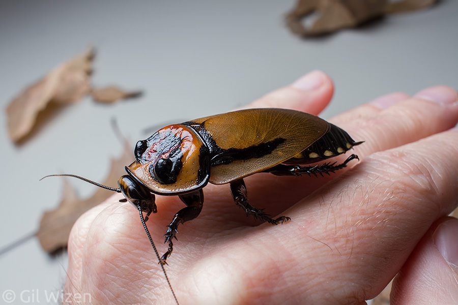 Hormetica-apolinari-male.jpg